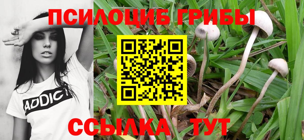 Псилоцибиновые грибы Cubensis Старая Русса